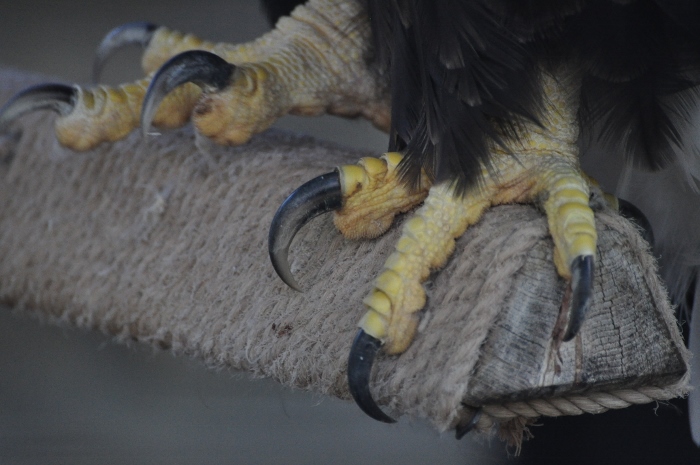talons of an American Bald Eagle